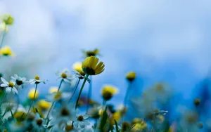 精致唯美鲜花桌面壁纸_5