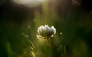精致唯美鲜花桌面壁纸_6