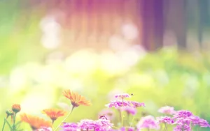 精致唯美鲜花桌面壁纸_7