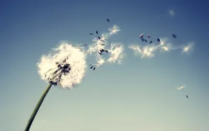 精致唯美鲜花桌面壁纸_8