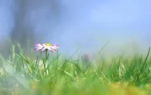 精致唯美鲜花桌面壁纸_9