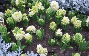 淡雅美丽的风信子花语图片_3