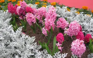 淡雅美丽的风信子花语图片_4