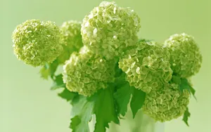 淡雅美丽的风信子花语图片_7