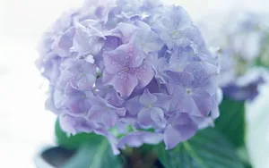淡雅美丽的风信子花语图片_8