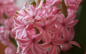 淡雅美丽的风信子花语图片_9