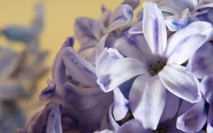 淡雅美丽的风信子花语图片_10
