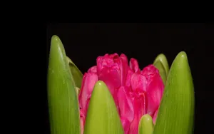 淡雅美丽的风信子花语图片_11
