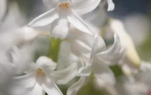 淡雅美丽的风信子花语图片_13