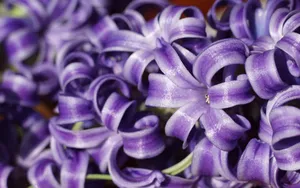 淡雅美丽的风信子花语图片_14