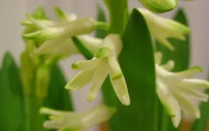 淡雅美丽的风信子花语图片_15
