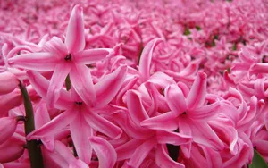 淡雅美丽的风信子花语图片_17