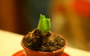 淡雅美丽的风信子花语图片_19