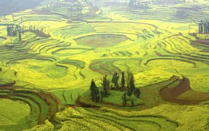 金灿灿的油菜花桌面壁纸