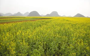 金灿灿的油菜花桌面壁纸_2