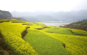 金灿灿的油菜花桌面壁纸_3