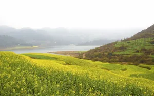 金灿灿的油菜花桌面壁纸_4