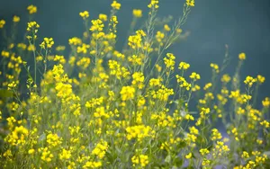 金灿灿的油菜花桌面壁纸_5