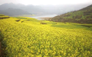 金灿灿的油菜花桌面壁纸_6