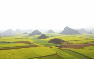 金灿灿的油菜花桌面壁纸_11