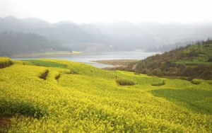 金灿灿的油菜花桌面壁纸_12