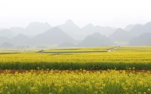 金灿灿的油菜花桌面壁纸_13