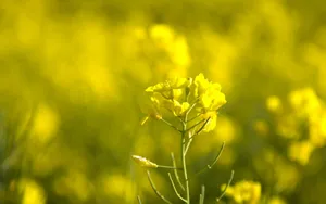 金灿灿的油菜花桌面壁纸_15