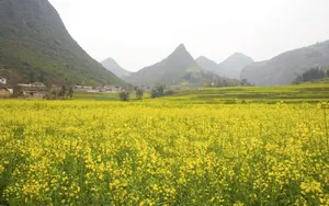 金灿灿的油菜花桌面壁纸_16