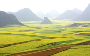 金灿灿的油菜花桌面壁纸_17