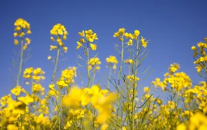 金灿灿的油菜花桌面壁纸_19