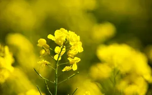 金灿灿的油菜花桌面壁纸_20