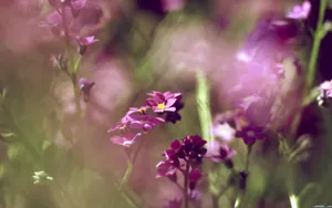 忽忘我花语桌面壁纸_2