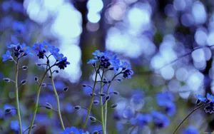 忽忘我花语桌面壁纸_3