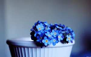 忽忘我花语桌面壁纸_5