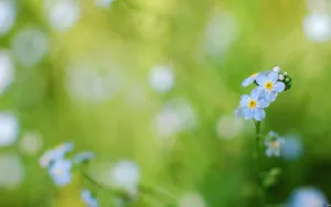 忽忘我花语桌面壁纸_7
