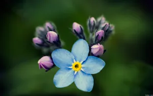 忽忘我花语桌面壁纸_9