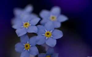 忽忘我花语桌面壁纸_13