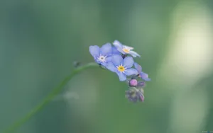 忽忘我花语桌面壁纸_16