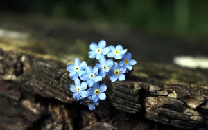 忽忘我花语桌面壁纸_17