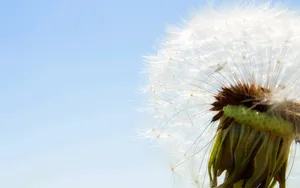菊科植物蒲公英壁纸_3
