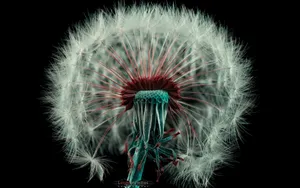 菊科植物蒲公英壁纸_4
