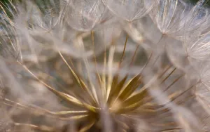 菊科植物蒲公英壁纸_5