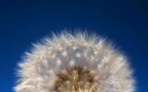 菊科植物蒲公英壁纸_16