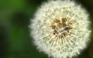菊科植物蒲公英壁纸_17