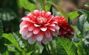 高贵牡丹花桌面壁纸_2