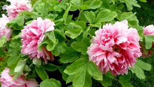 高贵牡丹花桌面壁纸_7