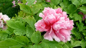 高贵牡丹花桌面壁纸_8