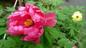 高贵牡丹花桌面壁纸_10