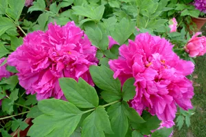 高贵牡丹花桌面壁纸_15