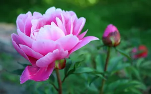 高贵牡丹花桌面壁纸_19